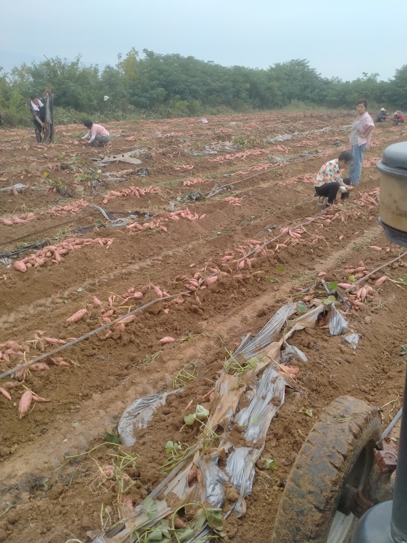 登封烟薯25号蜜薯糖心红薯新鲜番薯农家沙地烤地瓜农科院