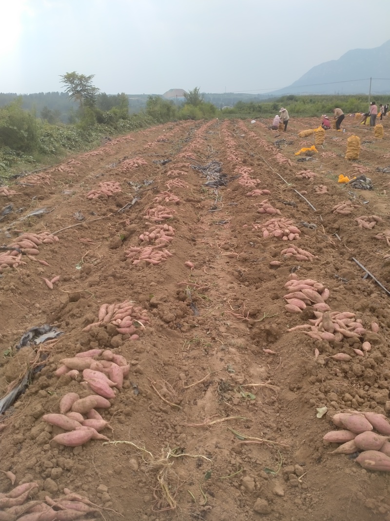 登封烟薯25号蜜薯糖心红薯新鲜番薯农家沙地烤地瓜农科院