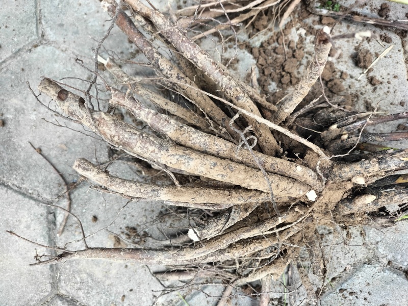 【实力推荐】白芍品质保证可视频看货对接全国一手货源
