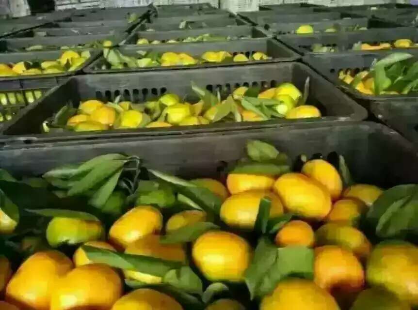 金丝熊饲养指南示意图