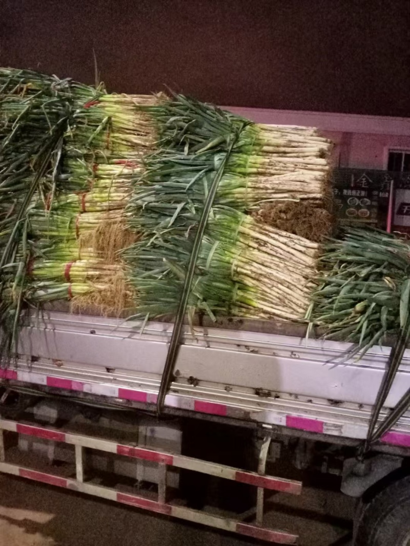急售河北长白大葱大！葱白长，辣味适中新鲜
