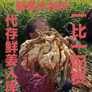 供应优质大黄姜出口标准，代存圆头姜，生姜产地一手货源