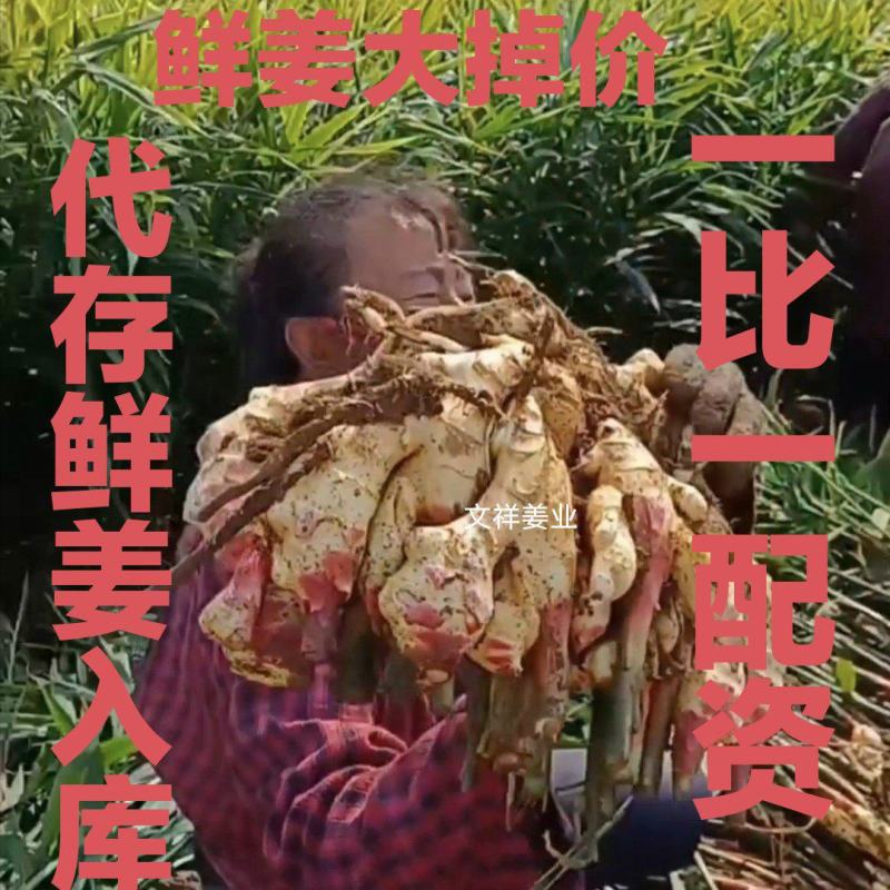 供应优质大黄姜出口标准，代存圆头姜，生姜产地一手货源