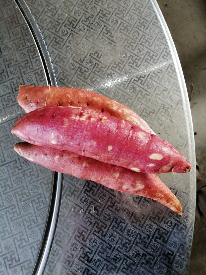 西瓜红红薯