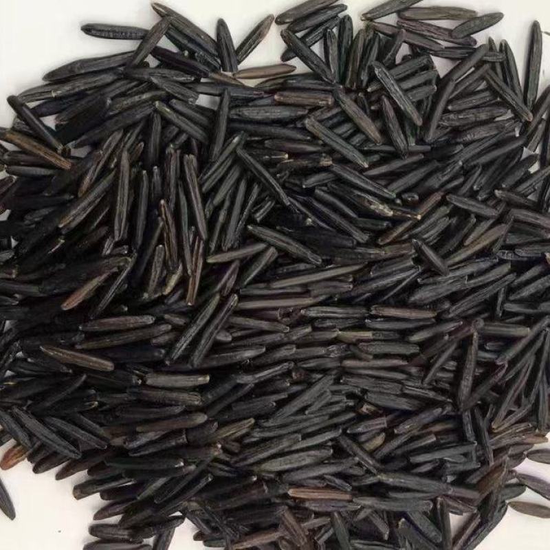 宁夏菌业大量批发全国各地黑米1号质量保证正品欢