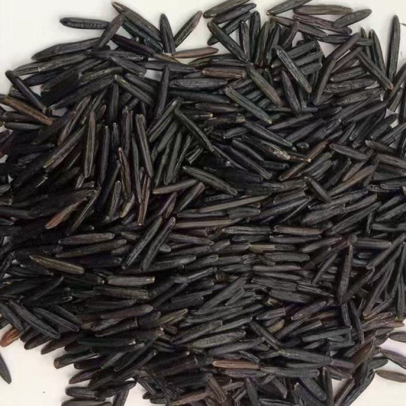 宁夏菌业大量批发全国各地黑米1号质量保证正品欢