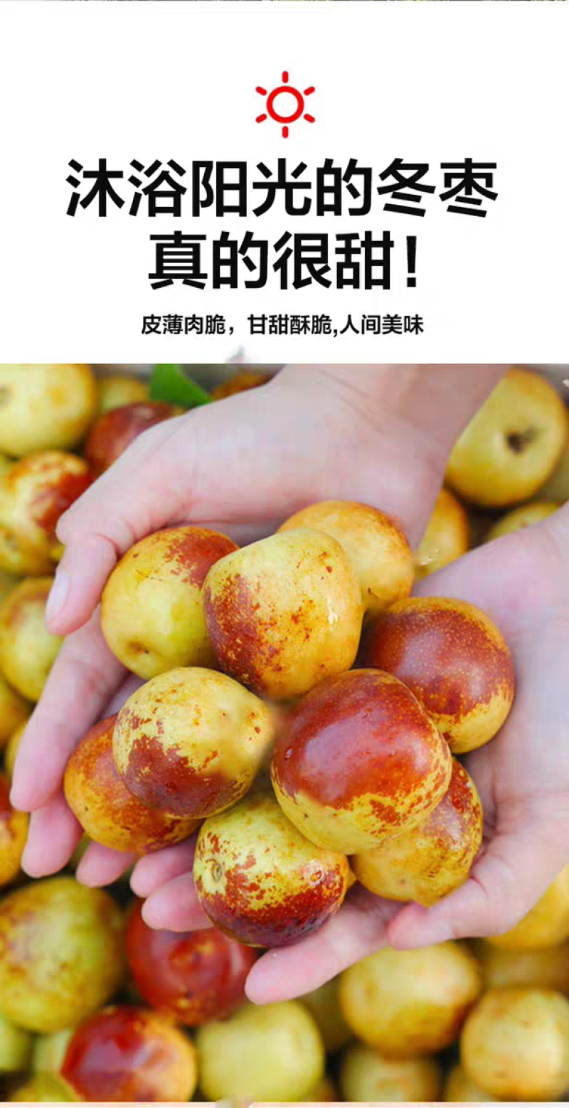 精品冬枣又脆又甜，颜色好，口感好，脆甜多汁，现摘现发新鲜