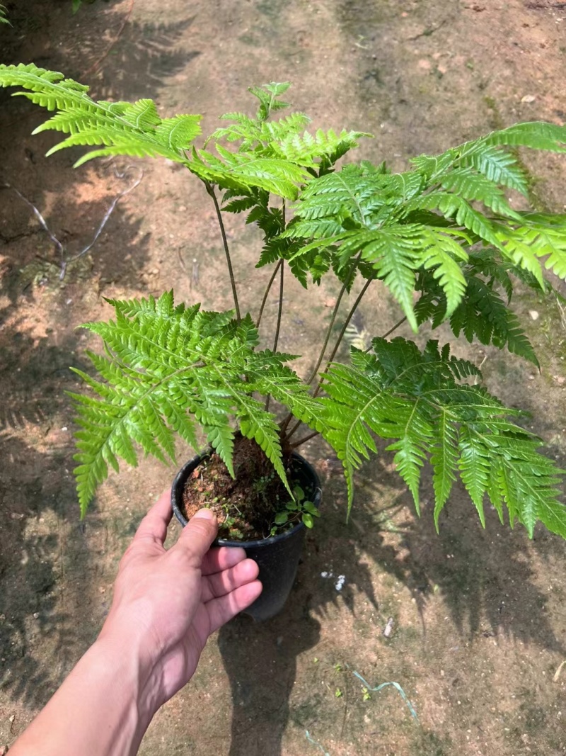 红菱蕨，一件35装