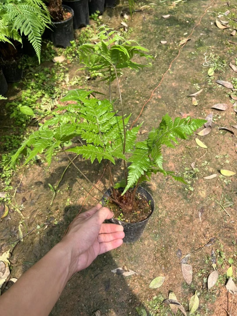 红菱蕨，一件35装