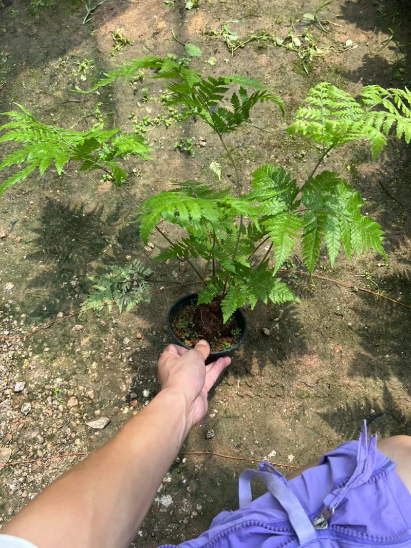 红菱蕨，一件35装