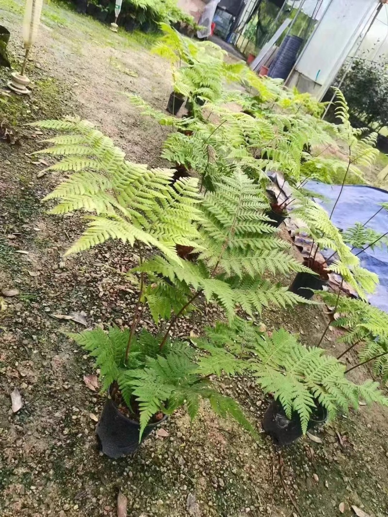 红菱蕨，一件35装