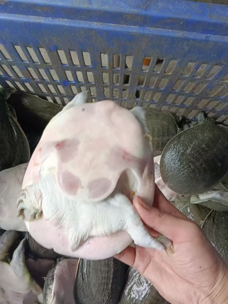 外塘青背白底甲鱼