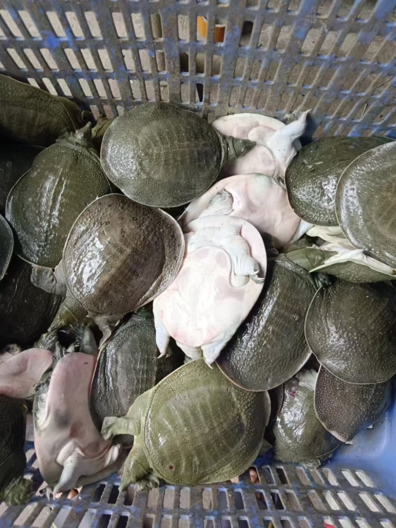 外塘青背白底甲鱼