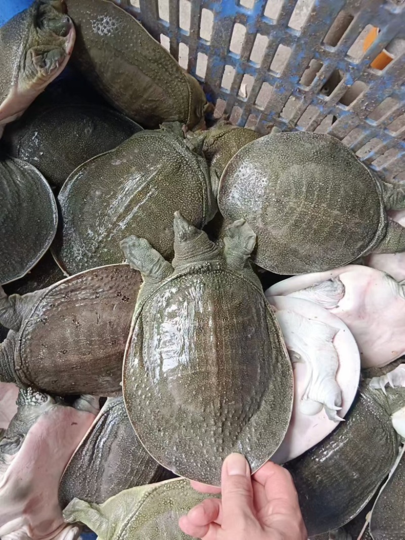 外塘青背白底甲鱼