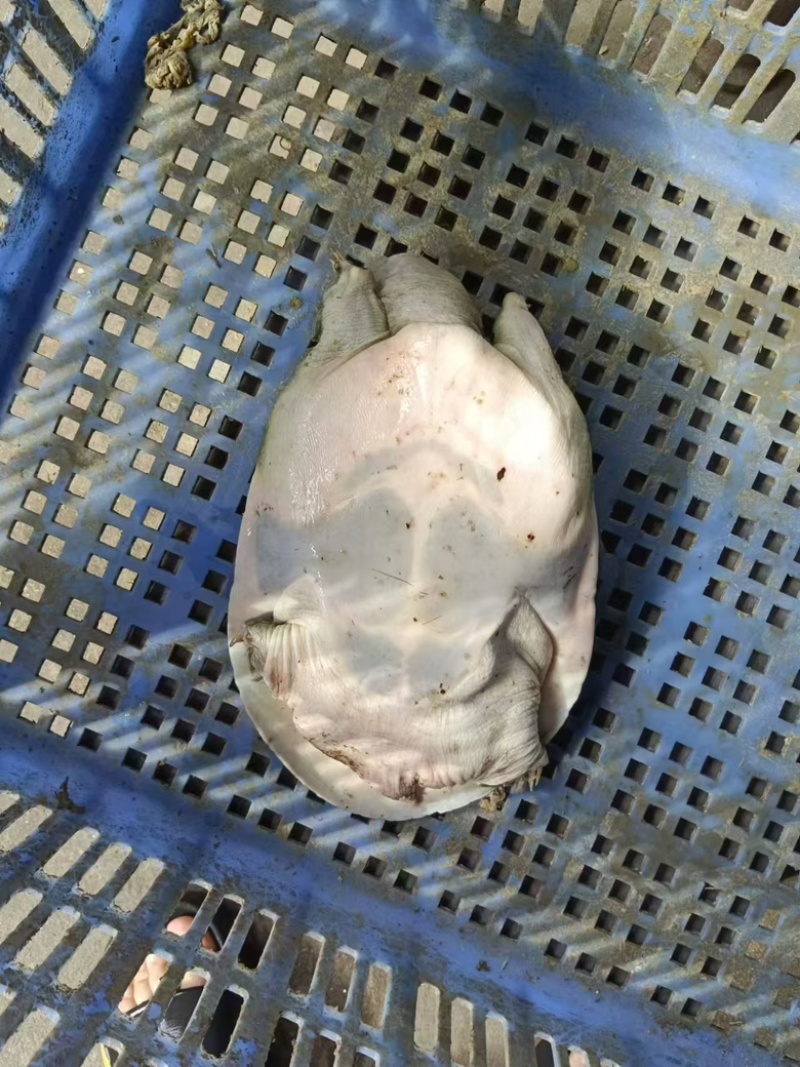 外塘青背白底甲鱼