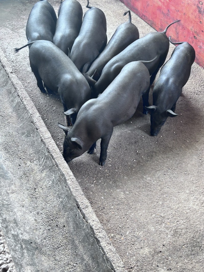 小猪苗长白三杂土白猪土黑