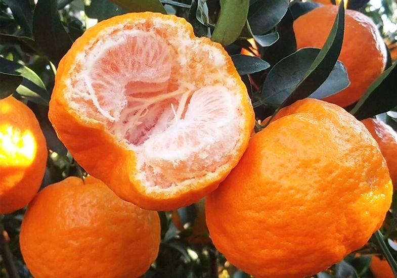 椪柑树挂果特写图