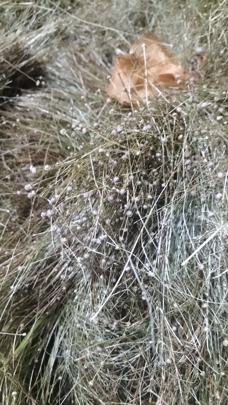 谷精草种植基地