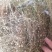 谷精草种植基地