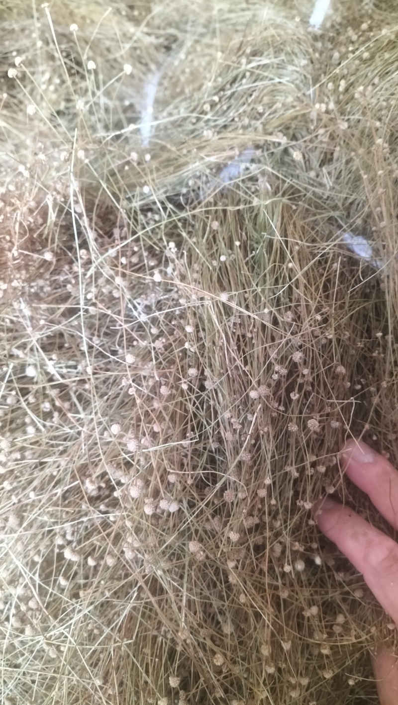 谷精草种植基地