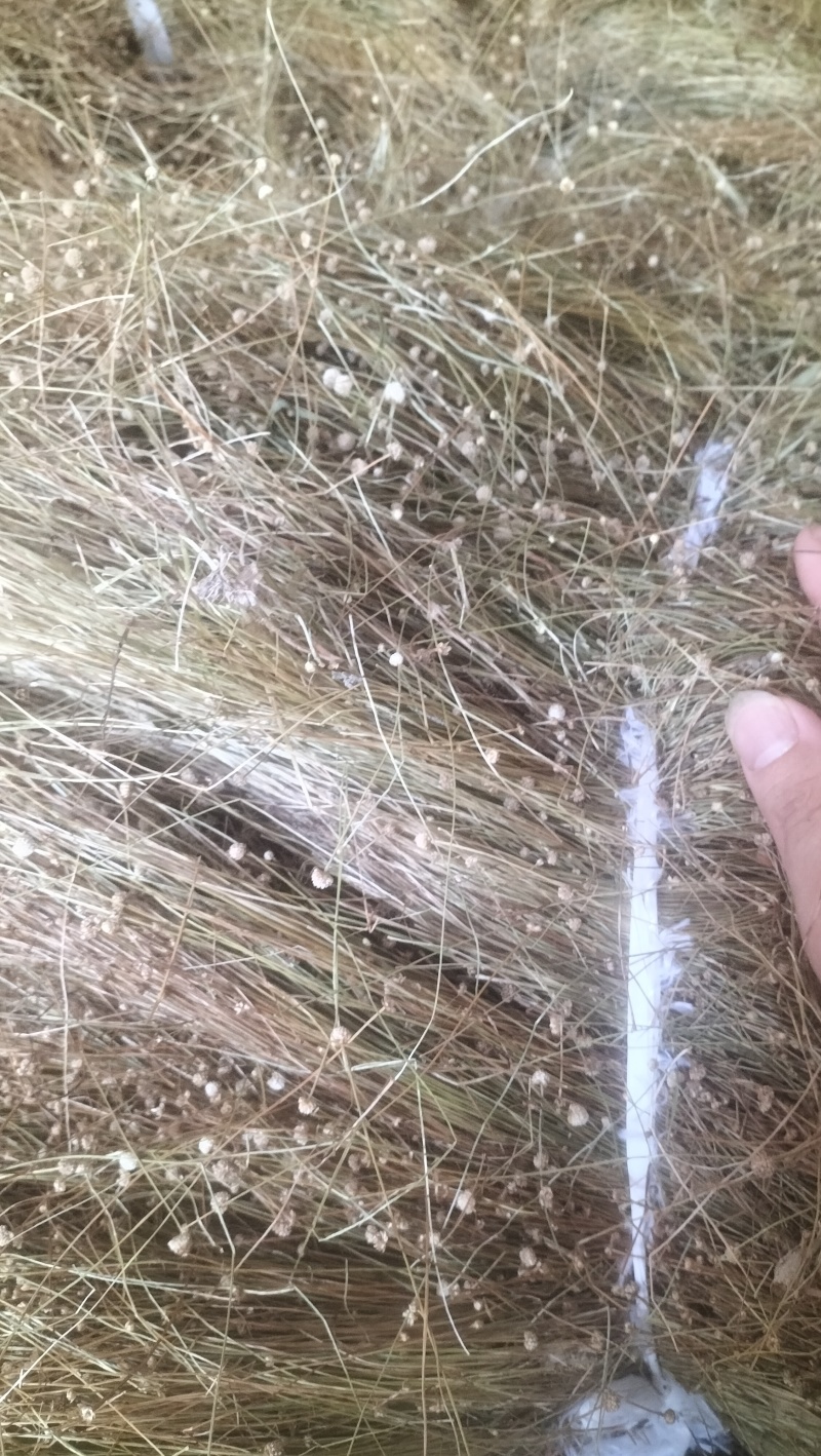 谷精草种植基地