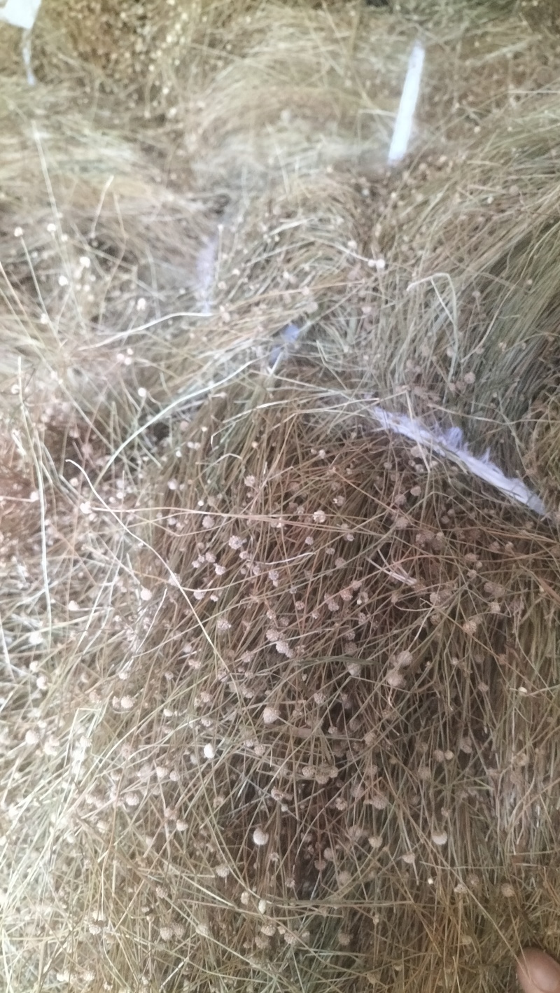 谷精草种植基地