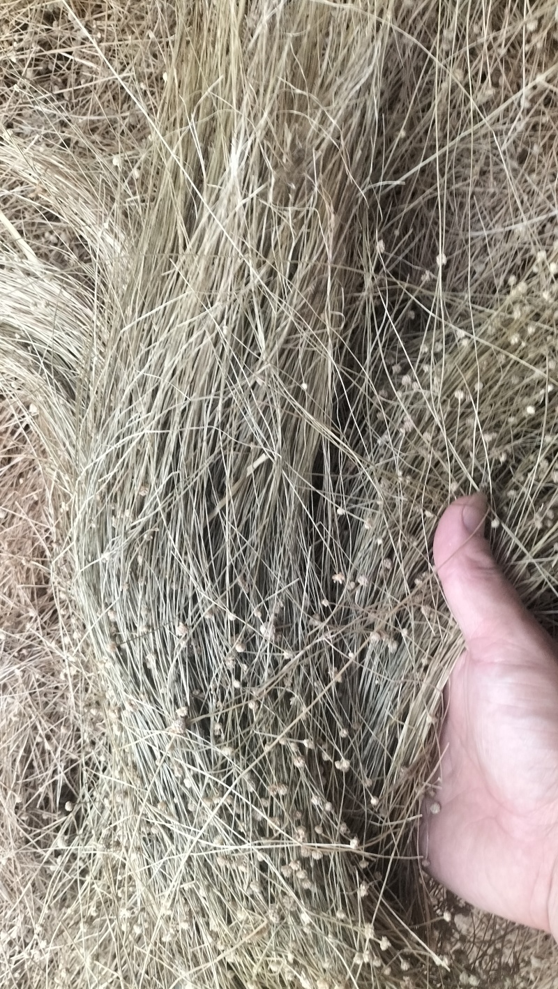 谷精草种植基地