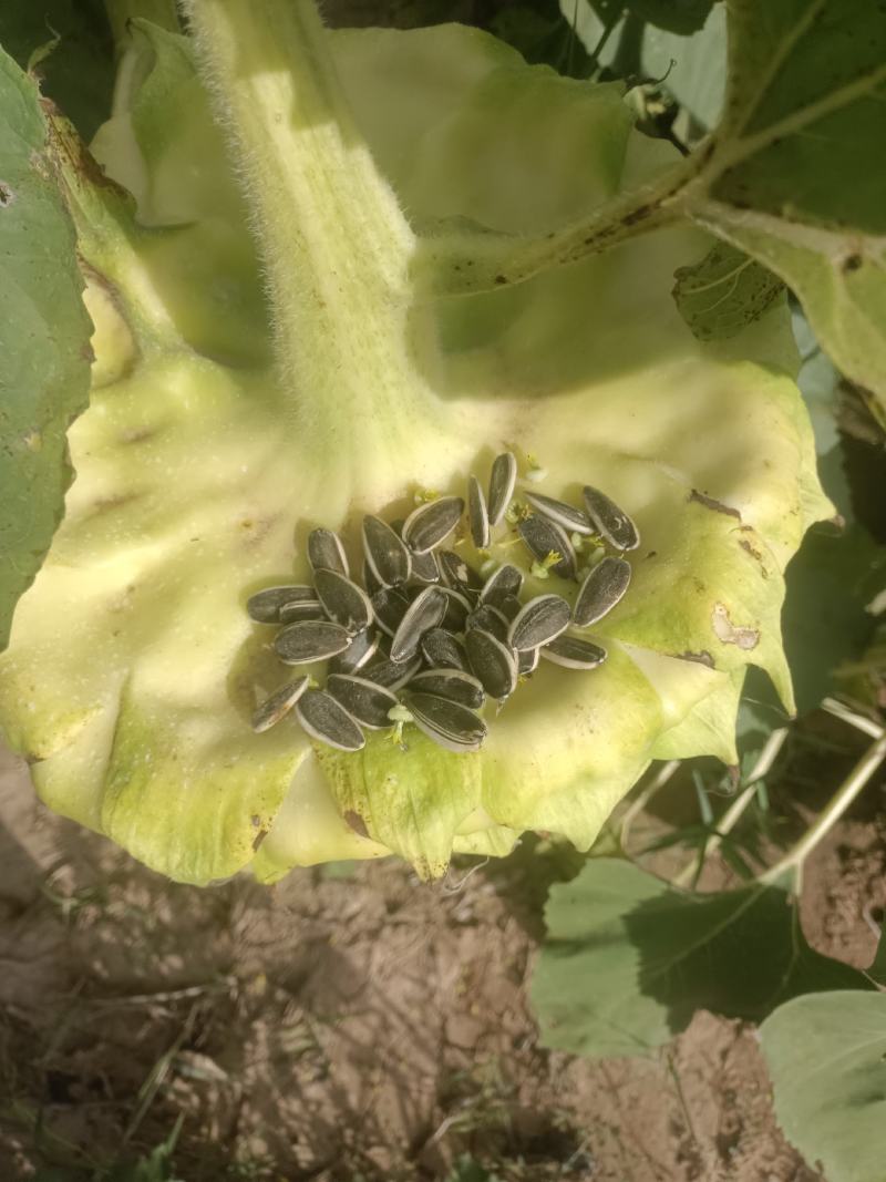 葵花籽