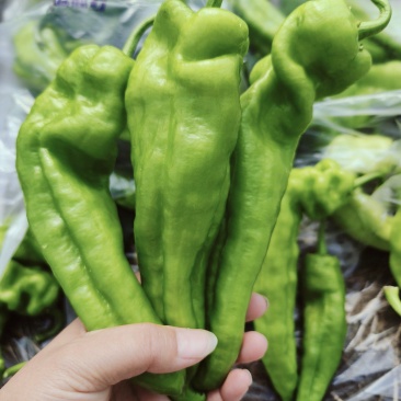 河南上蔡301泡椒，黑条线椒，龙椒，苏椒等产地直发