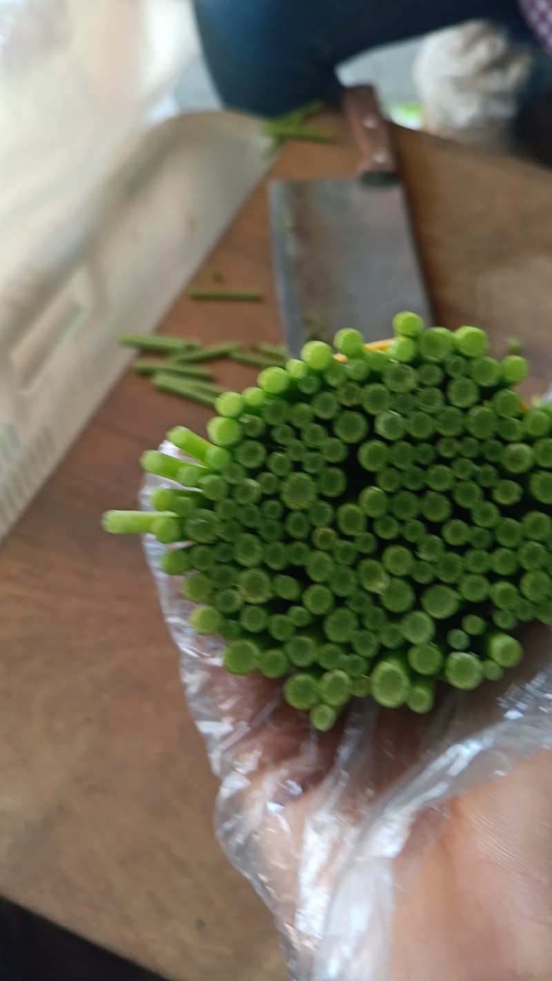 黎蒿