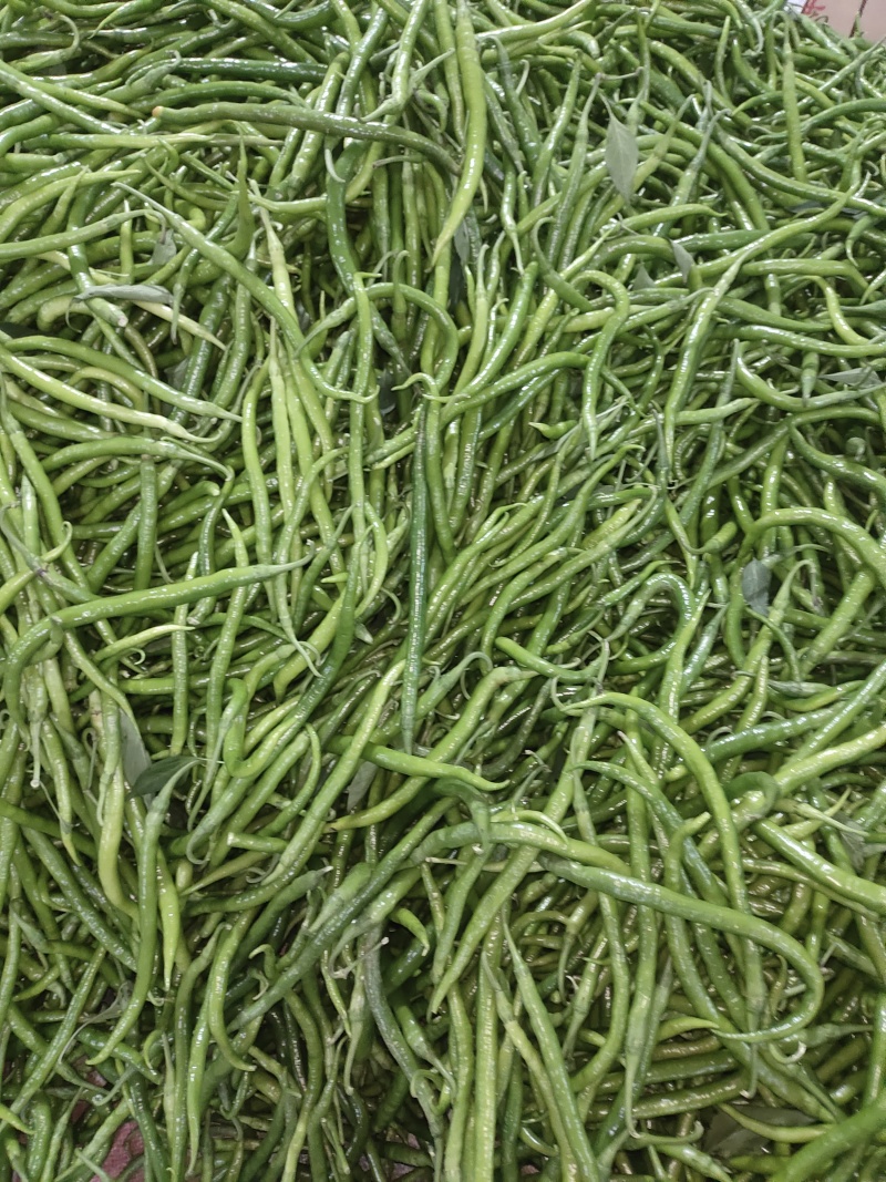 鲜辣椒线椒泡椒螺丝椒等，产地直发，品质保证，量大从优