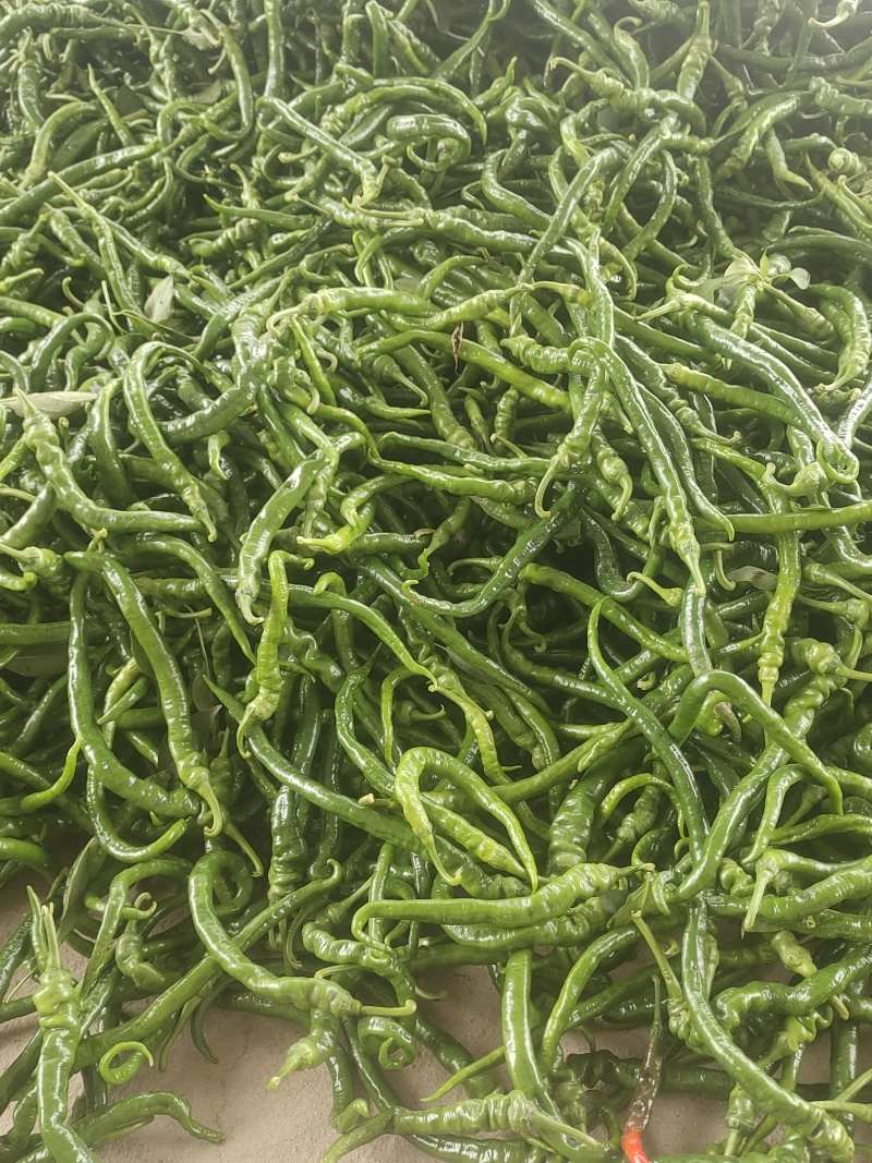 鲜辣椒线椒泡椒螺丝椒等，产地直发，品质保证，量大从优