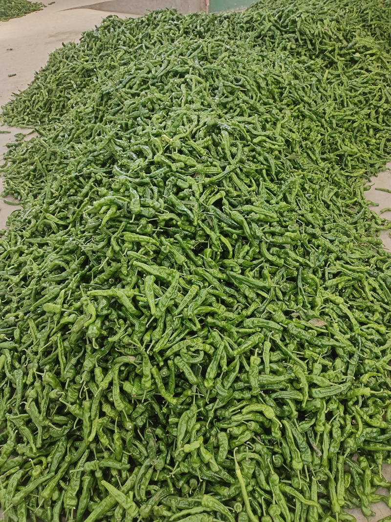 鲜辣椒线椒泡椒螺丝椒等，产地直发，品质保证，量大从优