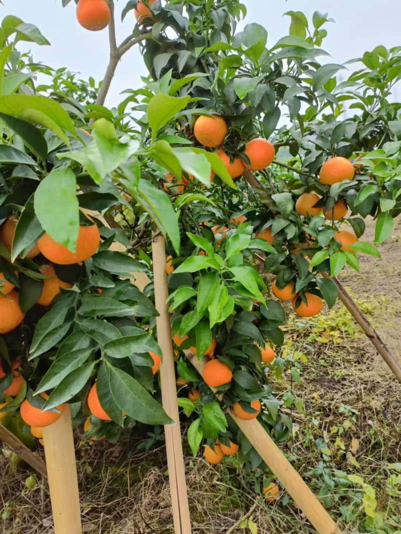 爱媛38又名果冻橙，纯甜，果肉细腻，入口化渣，汁多水份足