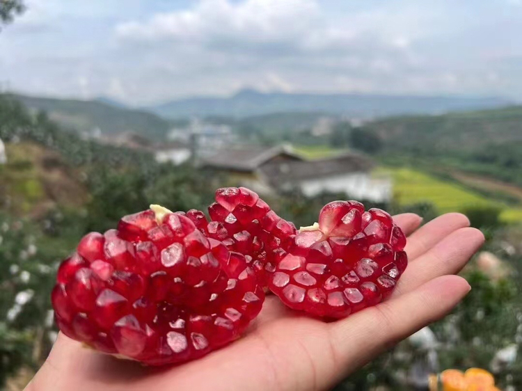 软籽石榴特写