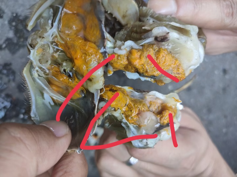 湖北洪湖大闸蟹青壳白底产地直发一手货源保质保量可供商超