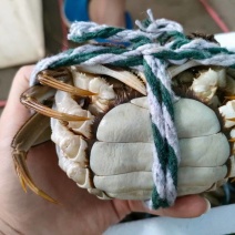 湖北洪湖本地大闸蟹母蟹自产自销一手货源量大