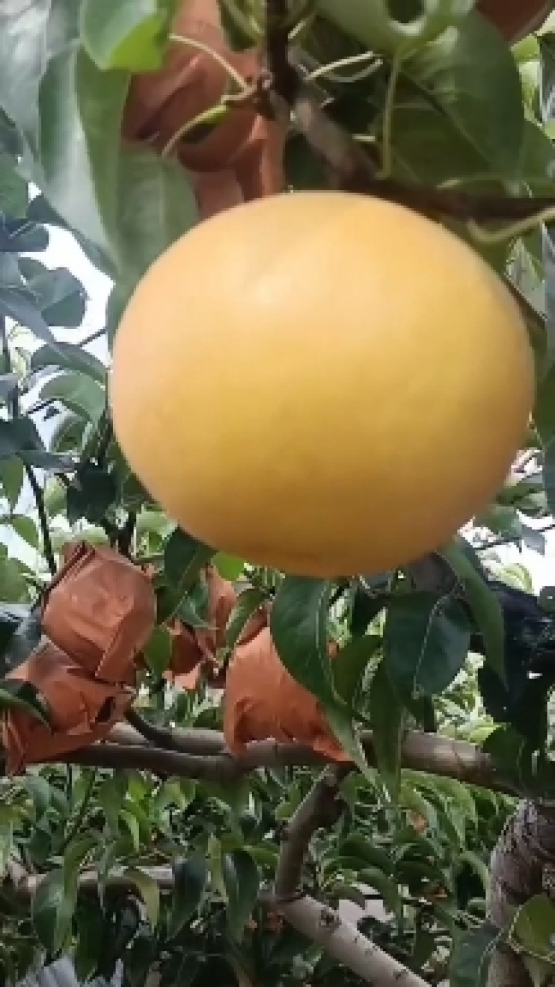 大量秋月梨上市，甜而无杂想发财的老板选购