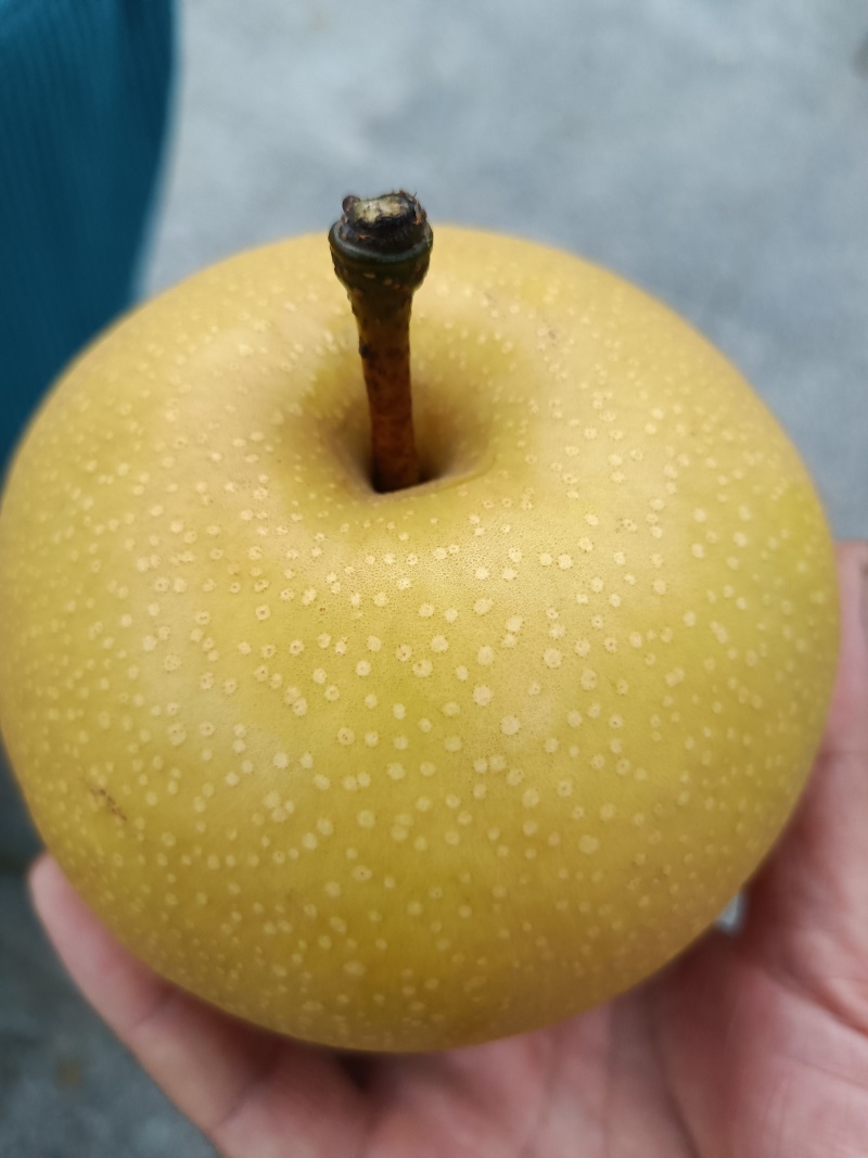 大量秋月梨上市，甜而无杂想发财的老板选购