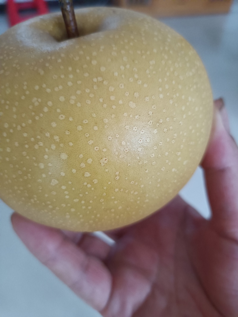 大量秋月梨上市，甜而无杂想发财的老板选购