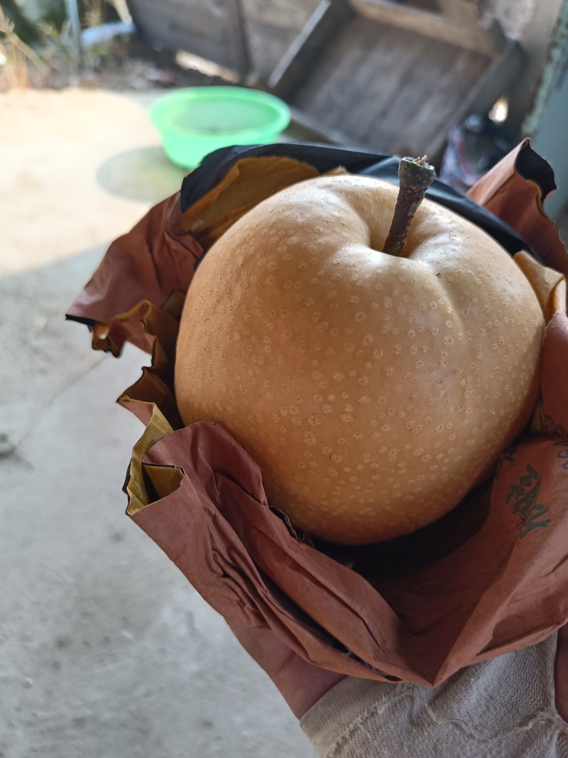 大量秋月梨上市，甜而无杂想发财的老板选购