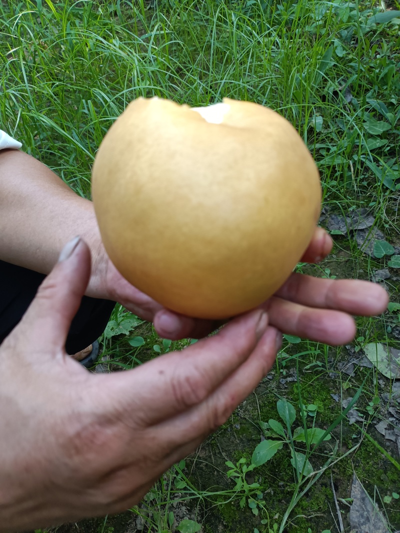 大量秋月梨上市，甜而无杂想发财的老板选购