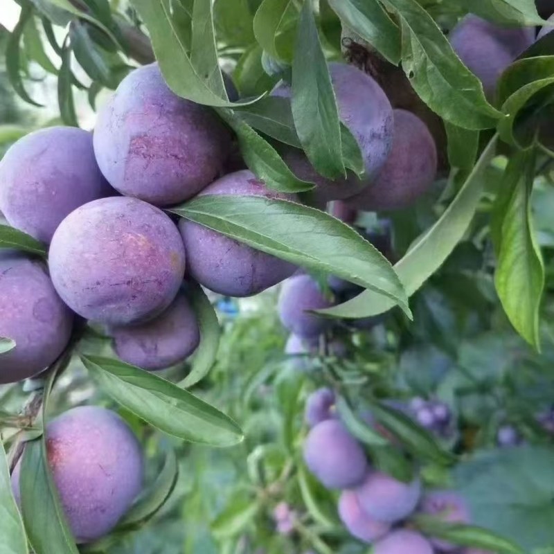 茂县高半山红翠李大量上市，价格美丽需要的联系我