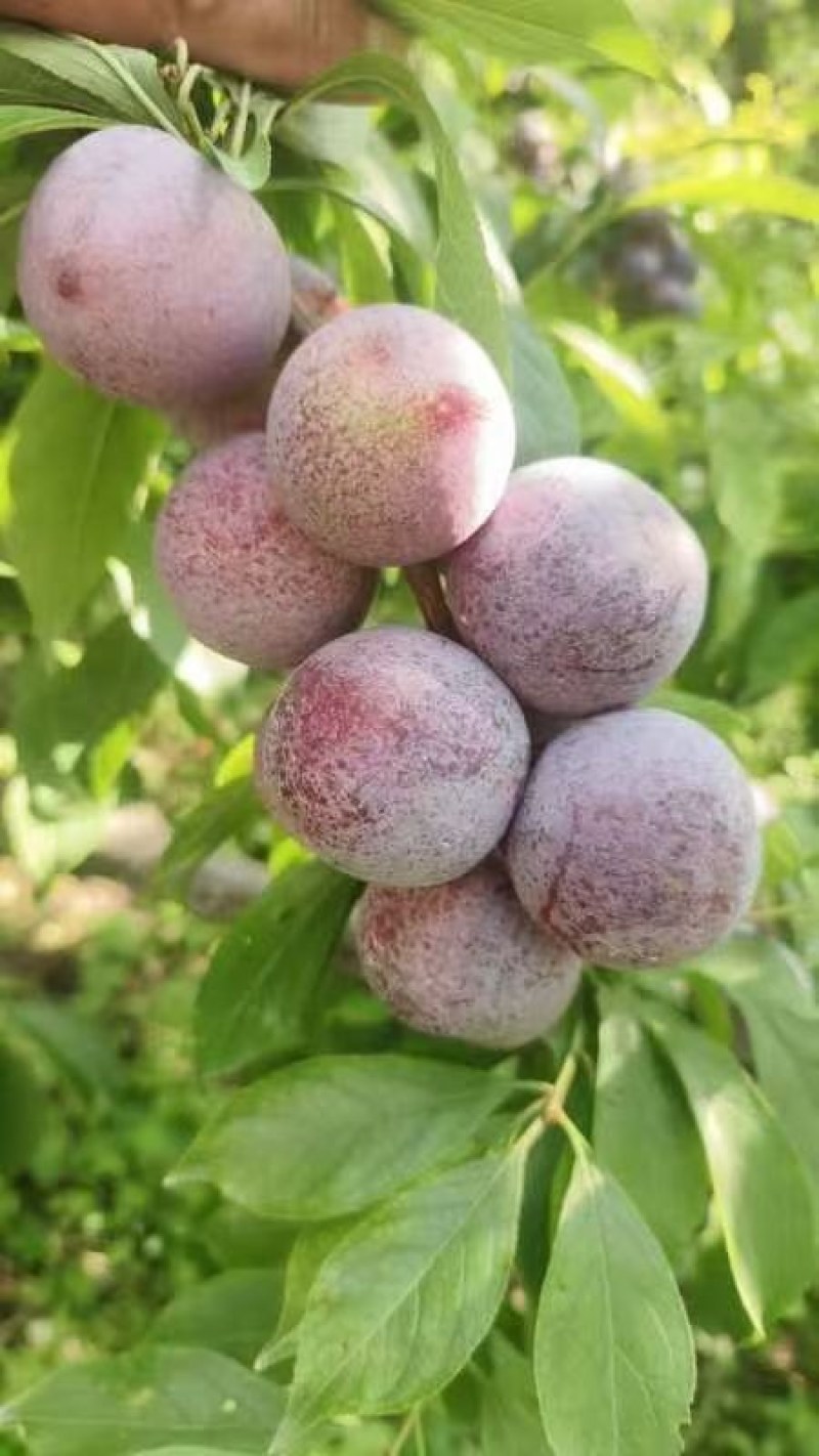 茂县高半山红翠李大量上市，价格美丽需要的联系我