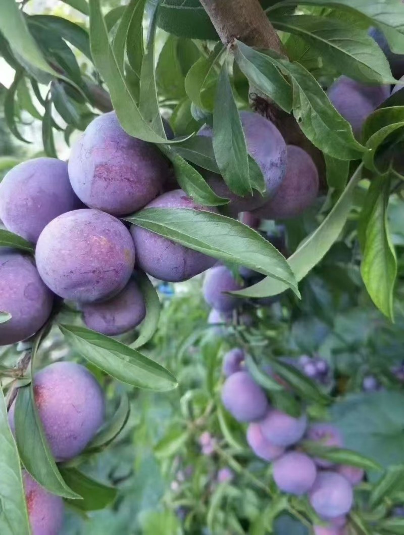 茂县高半山红翠李大量上市，价格美丽需要的联系我