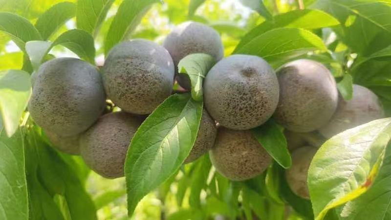 茂县高半山红翠李大量上市，价格美丽需要的联系我