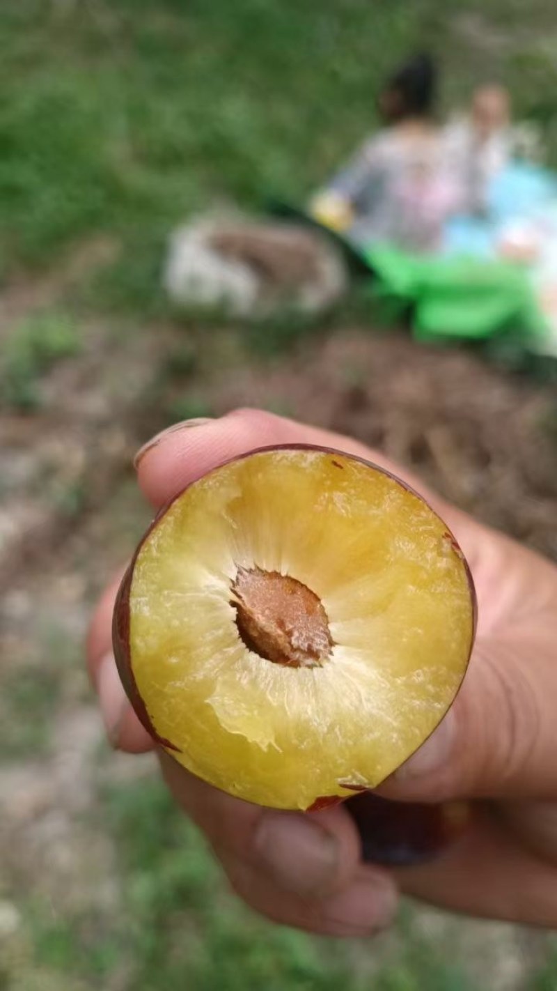 茂县高半山红翠李大量上市，价格美丽需要的联系我