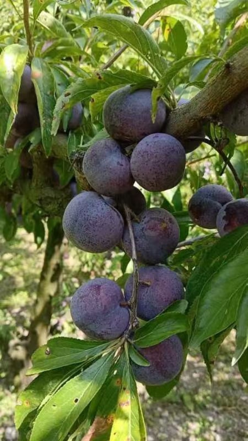 茂县高半山红翠李大量上市，价格美丽需要的联系我