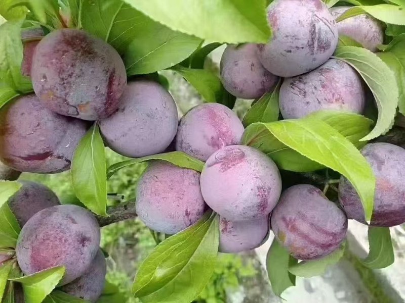 茂县高半山红翠李大量上市，价格美丽需要的联系我