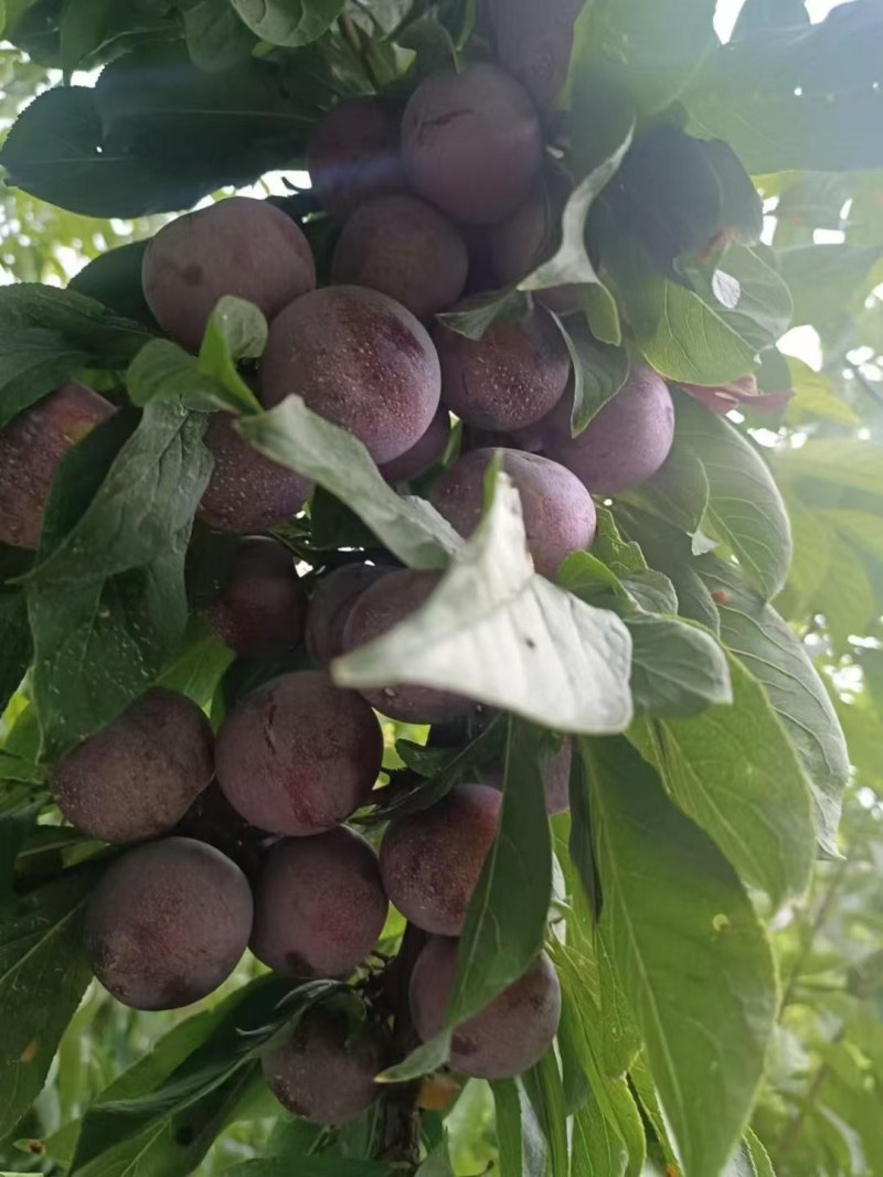 茂县高半山红翠李大量上市，价格美丽需要的联系我